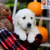 Image of Fido, a Golden Retriever puppy