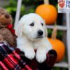 Image of Fido, a Golden Retriever puppy