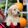 Image of Fiona, a Golden Retriever puppy