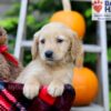 Image of Fiona, a Golden Retriever puppy