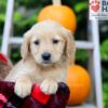 Image of Fiona, a Golden Retriever puppy