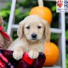 Image of Fiona, a Golden Retriever puppy