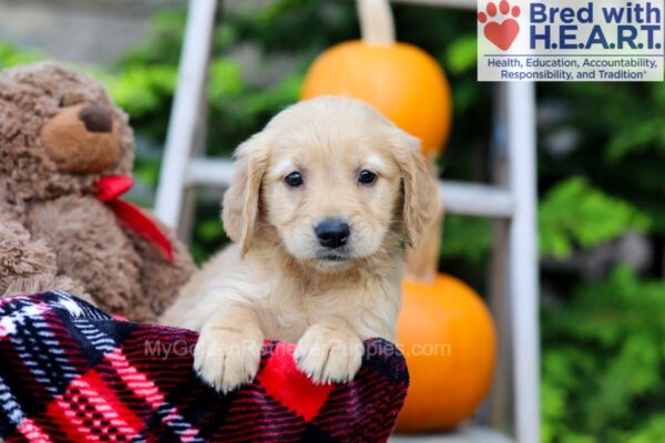 Image of Fiona, a Golden Retriever puppy