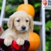 Image of Fiona, a Golden Retriever puppy