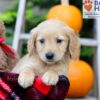 Image of Fiona, a Golden Retriever puppy