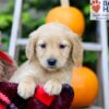 Image of Fiona, a Golden Retriever puppy