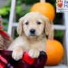 Image of Fiona, a Golden Retriever puppy