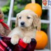 Image of Fiona, a Golden Retriever puppy