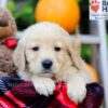 Image of Flicka, a Golden Retriever puppy