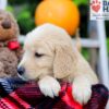 Image of Flicka, a Golden Retriever puppy