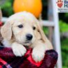 Image of Flicka, a Golden Retriever puppy