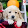 Image of Flicka, a Golden Retriever puppy