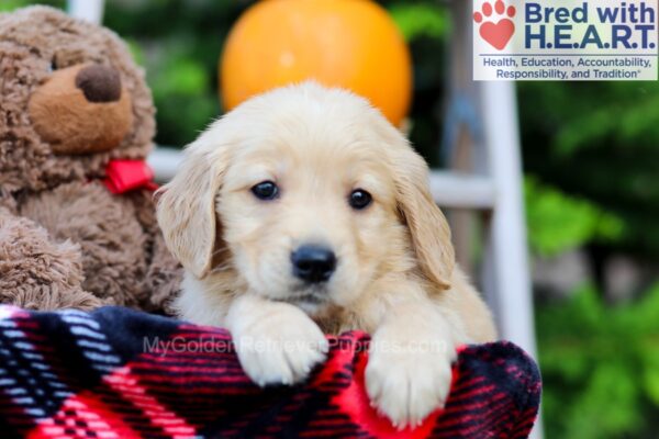 Image of Flicka, a Golden Retriever puppy