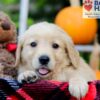 Image of Flicka, a Golden Retriever puppy