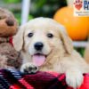 Image of Flicka, a Golden Retriever puppy