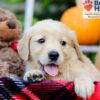 Image of Flicka, a Golden Retriever puppy