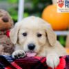 Image of Flicka, a Golden Retriever puppy