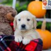 Image of Flora, a Golden Retriever puppy