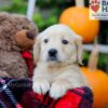 Image of Flora, a Golden Retriever puppy