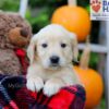 Image of Flora, a Golden Retriever puppy