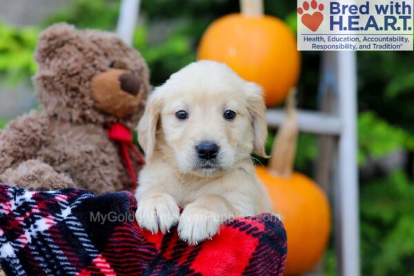 Image of Flora, a Golden Retriever puppy