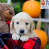 Image of Flora, a Golden Retriever puppy