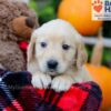 Image of Flora, a Golden Retriever puppy