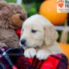 Image of Flora, a Golden Retriever puppy