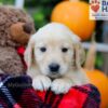 Image of Flora, a Golden Retriever puppy