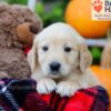 Image of Flora, a Golden Retriever puppy