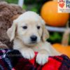 Image of Flora, a Golden Retriever puppy