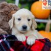 Image of Flora, a Golden Retriever puppy