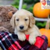 Image of Flynn, a Golden Retriever puppy