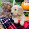 Image of Flynn, a Golden Retriever puppy