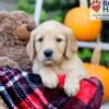 Image of Flynn, a Golden Retriever puppy