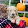 Image of Flynn, a Golden Retriever puppy