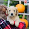 Image of Flynn, a Golden Retriever puppy