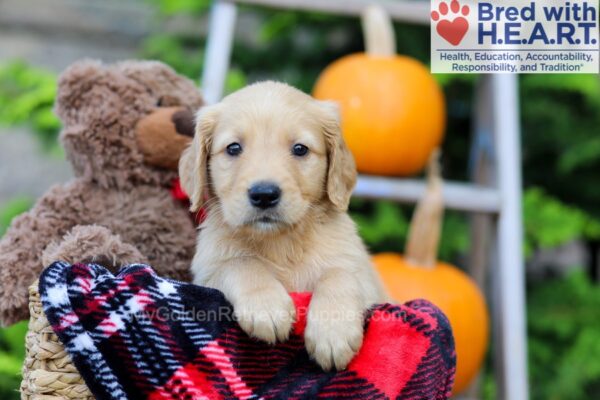 Image of Flynn, a Golden Retriever puppy