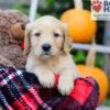 Image of Flynn, a Golden Retriever puppy