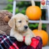 Image of Flynn, a Golden Retriever puppy