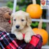 Image of Flynn, a Golden Retriever puppy