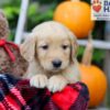 Image of Frankie, a Golden Retriever puppy