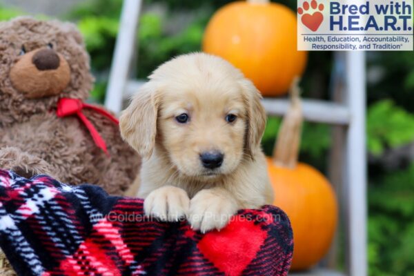 Image of Frankie, a Golden Retriever puppy