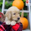 Image of Frankie, a Golden Retriever puppy