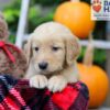 Image of Frankie, a Golden Retriever puppy