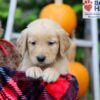 Image of Frankie, a Golden Retriever puppy