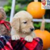 Image of Frankie, a Golden Retriever puppy