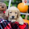 Image of Frankie, a Golden Retriever puppy