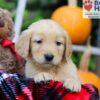 Image of Frankie, a Golden Retriever puppy