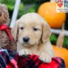 Image of Frankie, a Golden Retriever puppy